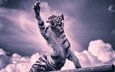 тигр, облака, хищник, большая кошка, тигренок, когти, лапа