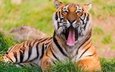 тигр, трава, зелень, хищник, язык, бенгальский тигр