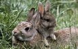 трава, природа, лето, кролики, зайцы