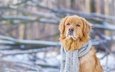 зима, мордочка, взгляд, собака, шарф, золотистый ретривер