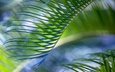 природа, зелёный, лист, пальма