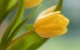 желтый, цветок, бутон, весна, тюльпан