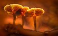 свет, грибы, гриб, оранжевый, подсветка, sophiaspurgin