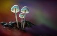свет, лес, грибы, sophiaspurgin, лесные грибы