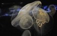 medusa, quallen, aquarium, die unterwasserwelt