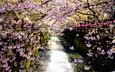 река, цветение, отражение, забор, япония, весна, сакура