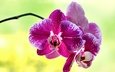 цветок, лепестки, орхидея