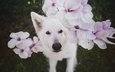 глаза, цветы, взгляд, собака, белая, nanook