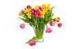 цветы, вода, разноцветные, красные, тюльпаны, розовые, белый фон, ваза, нарциссы, желтые, фиолетовые