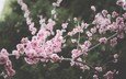 цветы, природа, цветение, ветки, весна, сакура