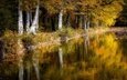 деревья, отражение, листва, осень, пруд