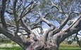 дерево, ветки, австралия, новый южный уэльс, эвкалипт, kosciuszko national park, тредбо, эвкалипт малоцветковый