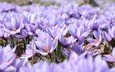 цветы, поле, весна, фиолетовые, крокусы, шафран