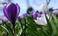 цветы, фиолетовый, весна, крокус