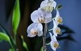 цветы, макро, фон, белые, орхидея, фаленопсис, фалинопсис