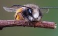 ветка, макро, насекомое, усы, крылья, пчела, мегахилида
