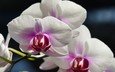 цветы, макро, орхидея, белая орхидея