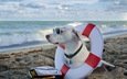 море, пляж, очки, собака, солнечные очки, дог, спасательный круг