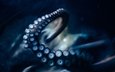 осьминог, под водой, щупальца, подводный мир, присоски