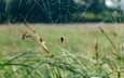 трава, природа, фон, паук, паутина