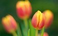 цветы, природа, лепестки, весна, тюльпан