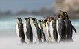 птицы, пингвины, королевский пингвин