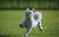 собака, игра, друг, бег, лужайка, мячик, мячмк