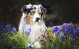 цветы, собака, весна, друг, австралийская овчарка