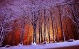 свет, деревья, снег, лес, зима, парк