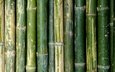 текстура, зелёный, бамбук, стебли