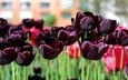 цветы, весна, тюльпаны, dark tulips