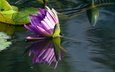 вода, отражение, цветок, кувшинка, нимфея, водяная лилия