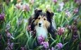 цветы, взгляд, собака, друг, гиацинты, шелти, шетландская овчарка