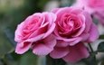 цветы, бутоны, макро, розы, лепестки, букет, розовый