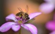 насекомое, цветок, лепестки, крылья, розовый, пчела