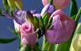 цветы, розы, букет, тюльпаны, ирисы, композиция