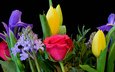 цветы, макро, розы, черный фон, букет, тюльпаны, ирисы, композиция