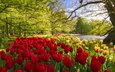 цветы, деревья, парк, весна, тюльпаны, нидерланды, туристы