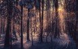 деревья, снег, лес, зима, лучи солнца