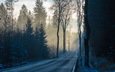 дорога, деревья, лес, утро, туман