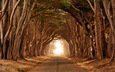 дорога, деревья, ветки, туннель