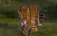 леопард, дикая кошка, красавец, дальневосточный леопард, амурский леопард