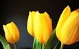 цветы, лепестки, букет, тюльпаны, желтые