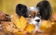 листья, портрет, мордочка, взгляд, осень, собака, щенок, папильон, папийон, той-спаниель
