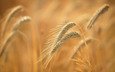 природа, макро, фон, поле, лето, зерна, колосья, пшеница