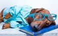 морда, очки, собака, лежит, спит, отдыхает, юмор, такса, книга, рубашка