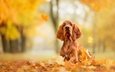 морда, парк, листва, осень, собака, рыжая, пес, порода, листопад, сеттер, ada sanakiewicz