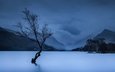 озеро, горы, дерево, великобритания, уэльс. национальный парк сноудония