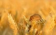 поле, колосья, пшеница, мышь, маленькая, зерно, колосок