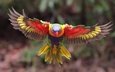 полет, крылья, птица, перья, попугай, радужный лорикет, многоцветный лорикет